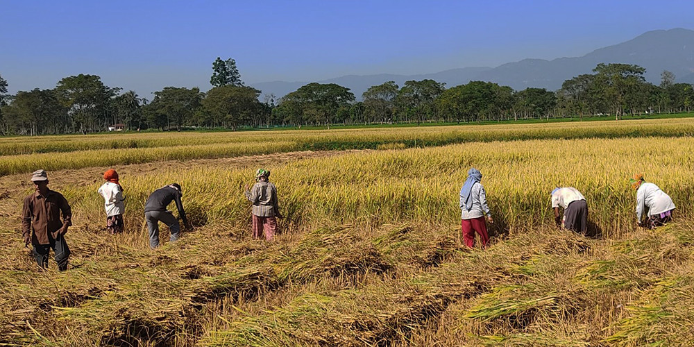 व्यापारीले भनेकै मूल्यमा कैलालीका किसान धान बिक्री गर्न बाध्य
