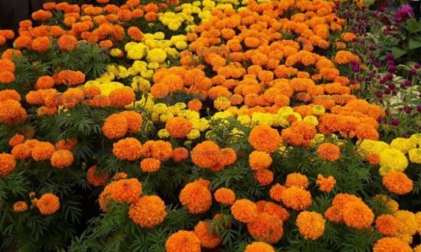 सदभावका सयपत्रीहरू