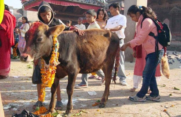 तिहारको चौथो दिन: आज गोवर्द्धन पूजा