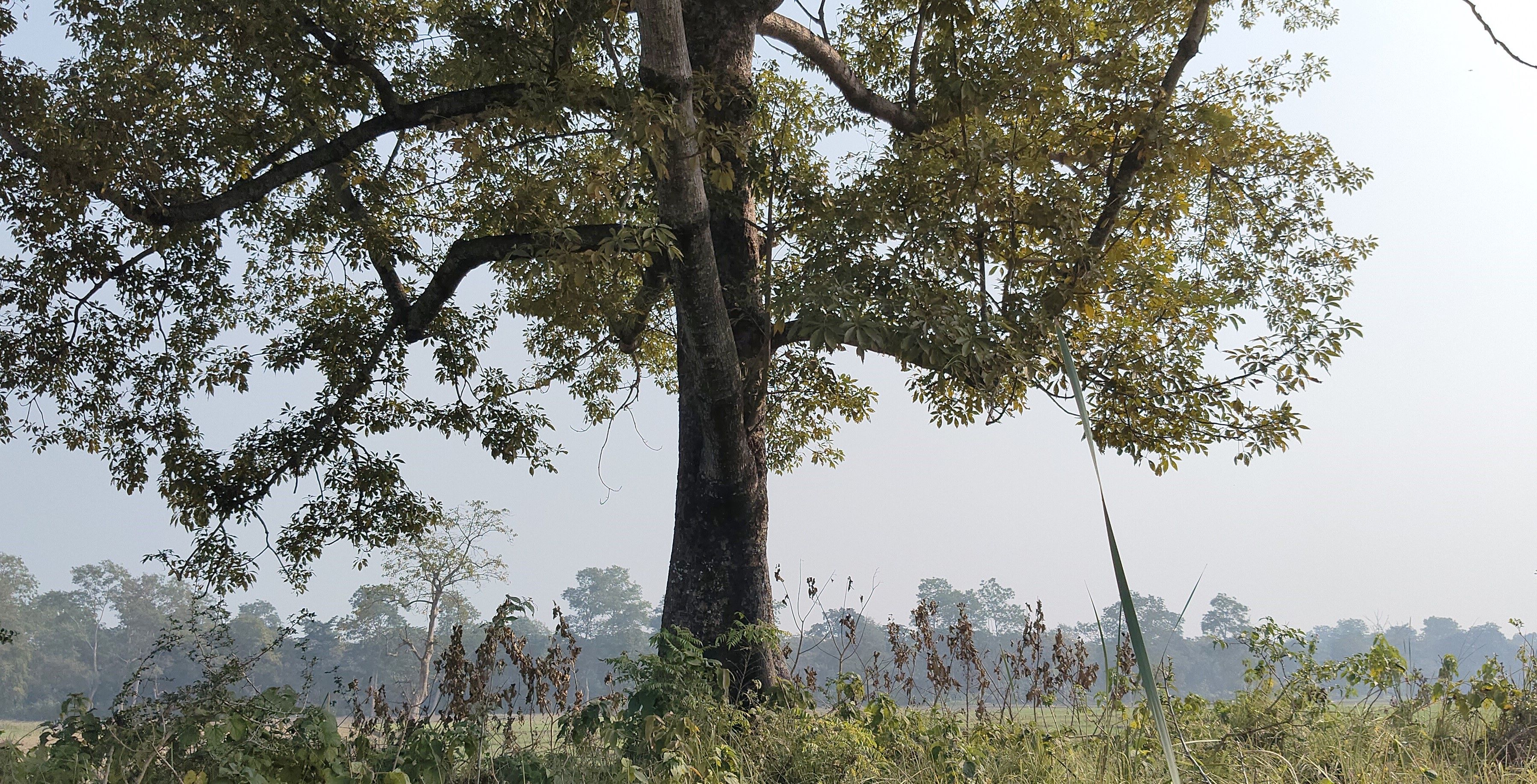 ठनुवा सेमरा 